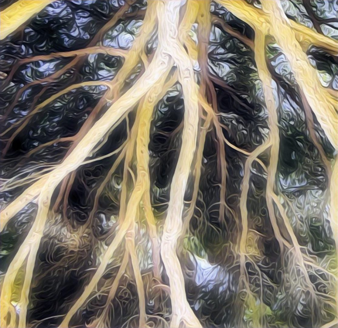 Què són les constel·lacions familiars